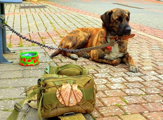 ¿Mascotas? Por supuesto